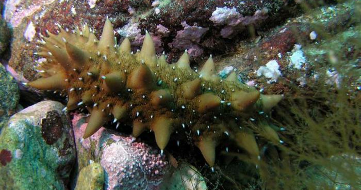 Трепанги мидии. Дальневосточный морской заповедник животный мир трепанг. Дальневосточный трепанг (apostichopus japonicus). Дальневосточный трепанг. Трепанг морской моллюск.