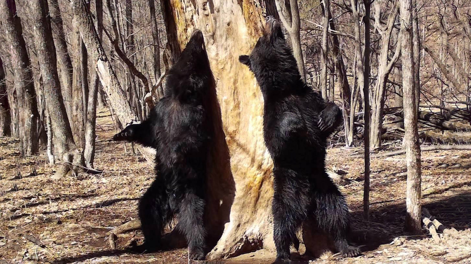 Молодые самцы бурого медведя во время «танца» у двухсотлетней пихты цельнолистной в национальном парке «Земля леопарда»