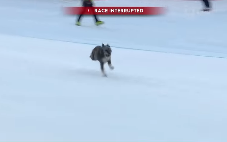 Собака прервала Кубок мира по горнолыжному спорту в Италии. Видео