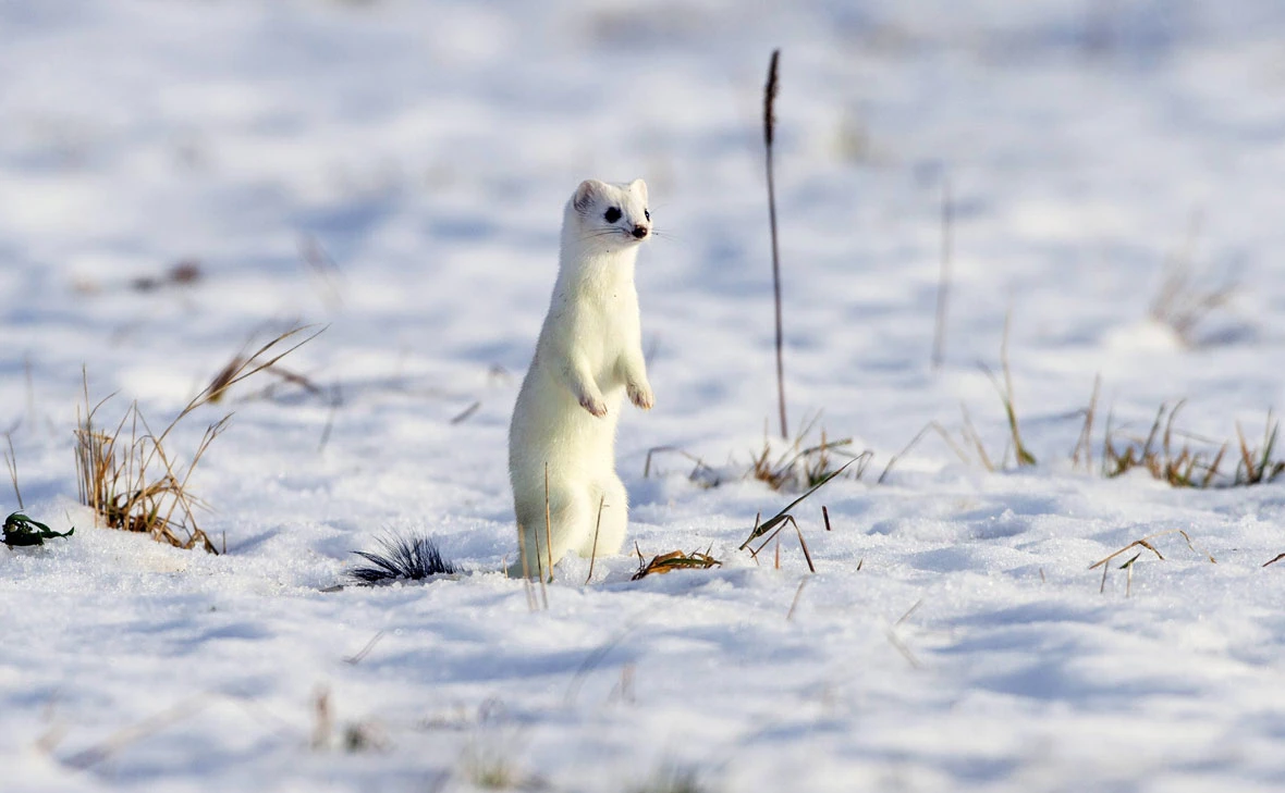 imago stock&people / Global Look Press