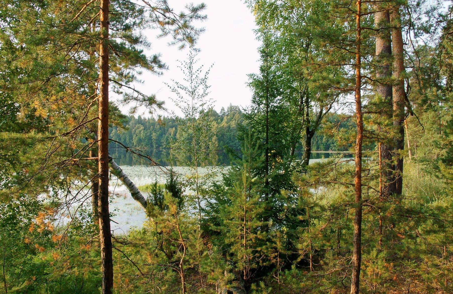 Смешанный лес Нижегородской области