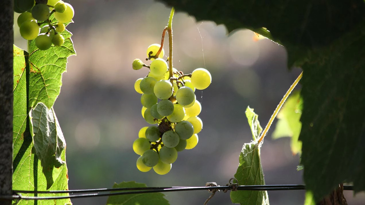 В Лондоне сделали вино из винограда из всех районов города