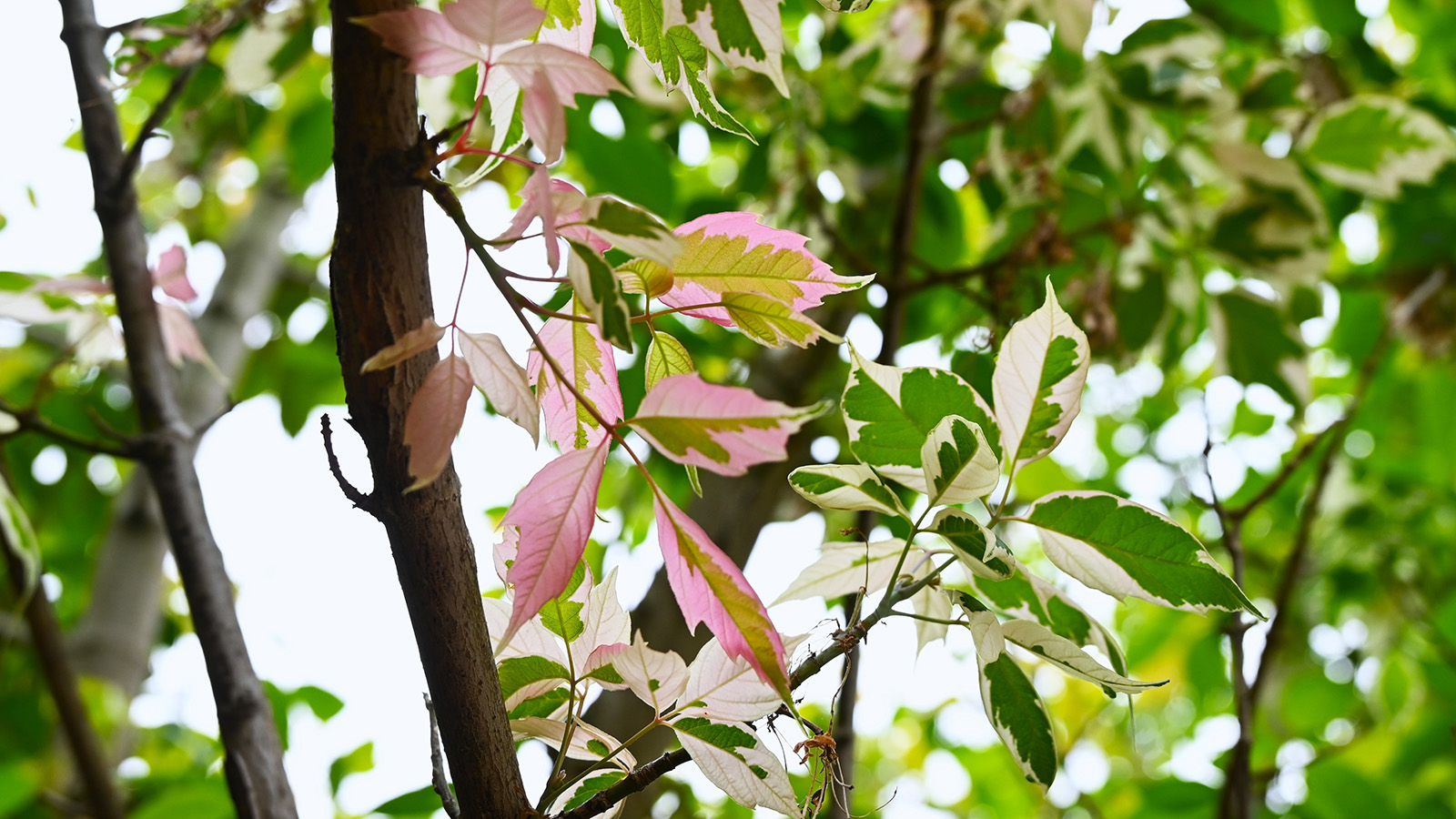 Американский клен