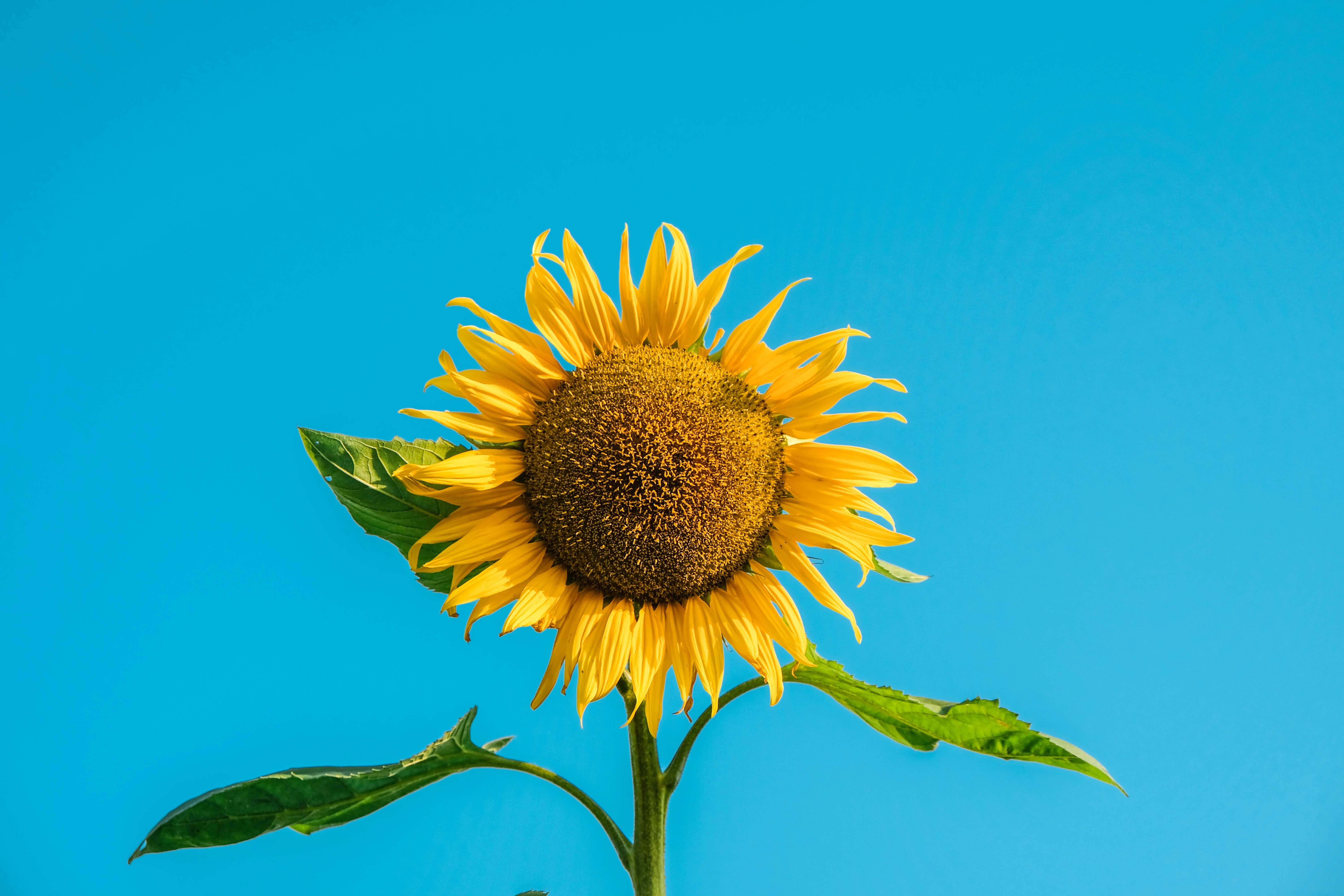 unsplash