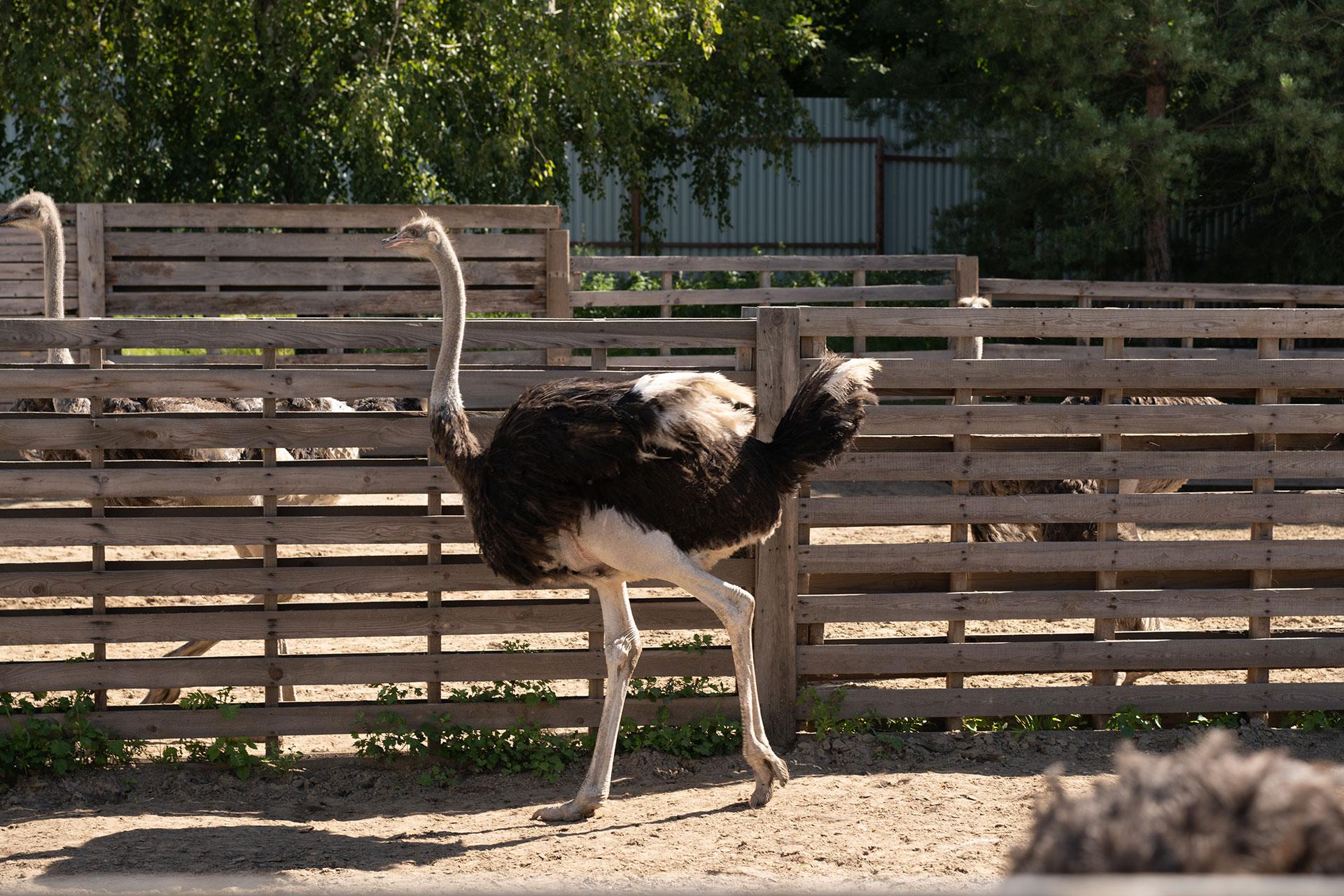 Ферма&nbsp;&laquo;Red Wall Family&raquo;