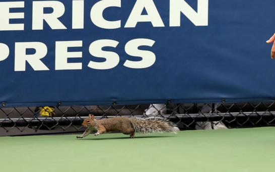 Белка выбежала на корт во время матча россиянки на US Open. Видео