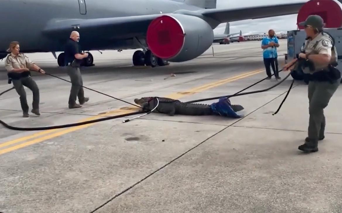 Аллигатор приполз к самолету-заправщику на авиабазе США. Видео
