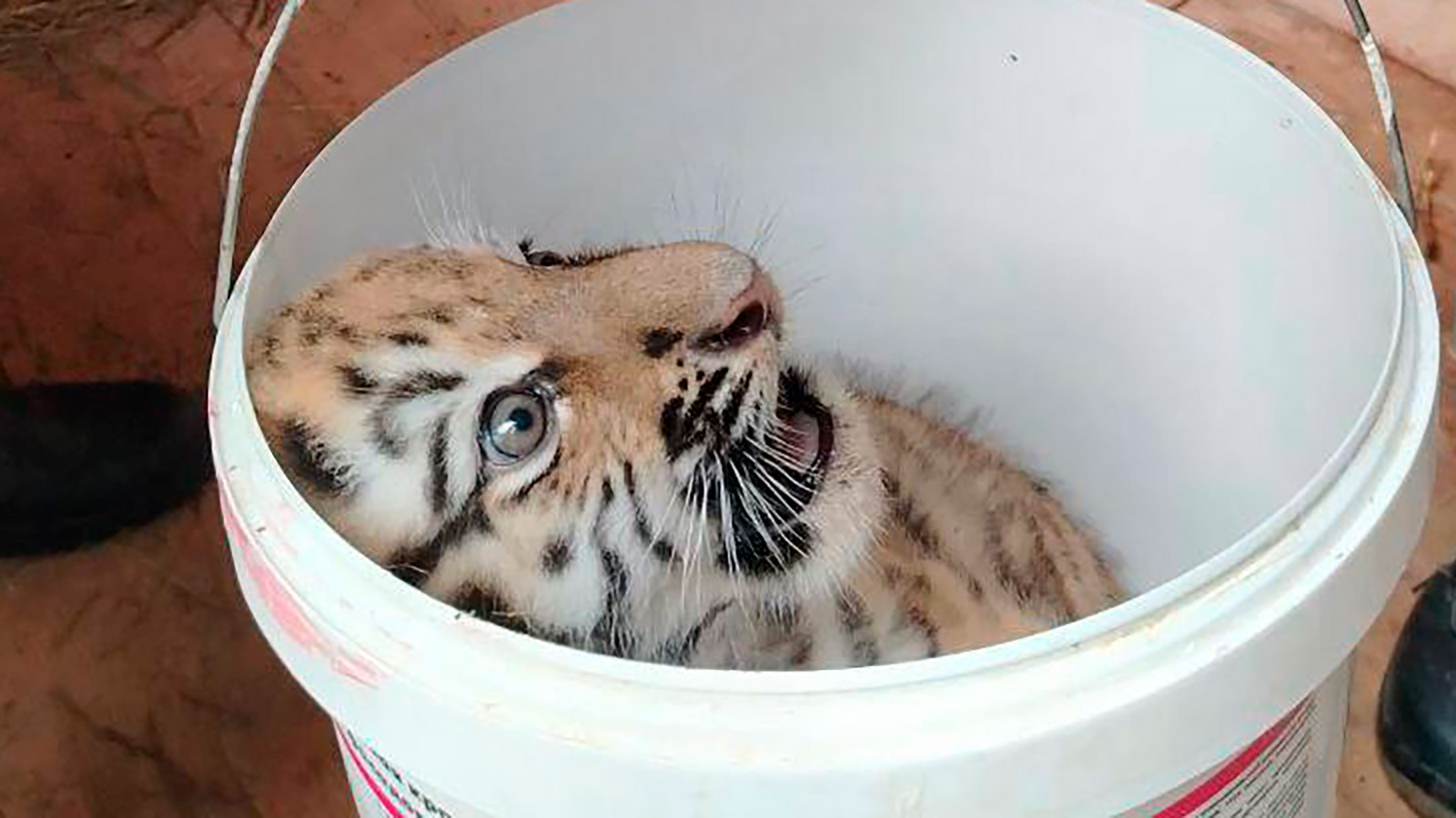 Амурский тигренок из Центра воспроизводства редких видов животных Московского зоопарка