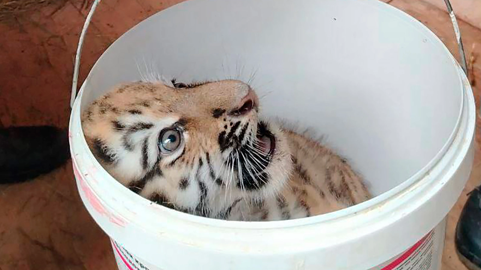 Амурский тигренок из Центра воспроизводства редких видов животных Московского зоопарка