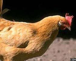 РФ вводит запрет на ввоз мяса птицы из очагов "птичьего гриппа"