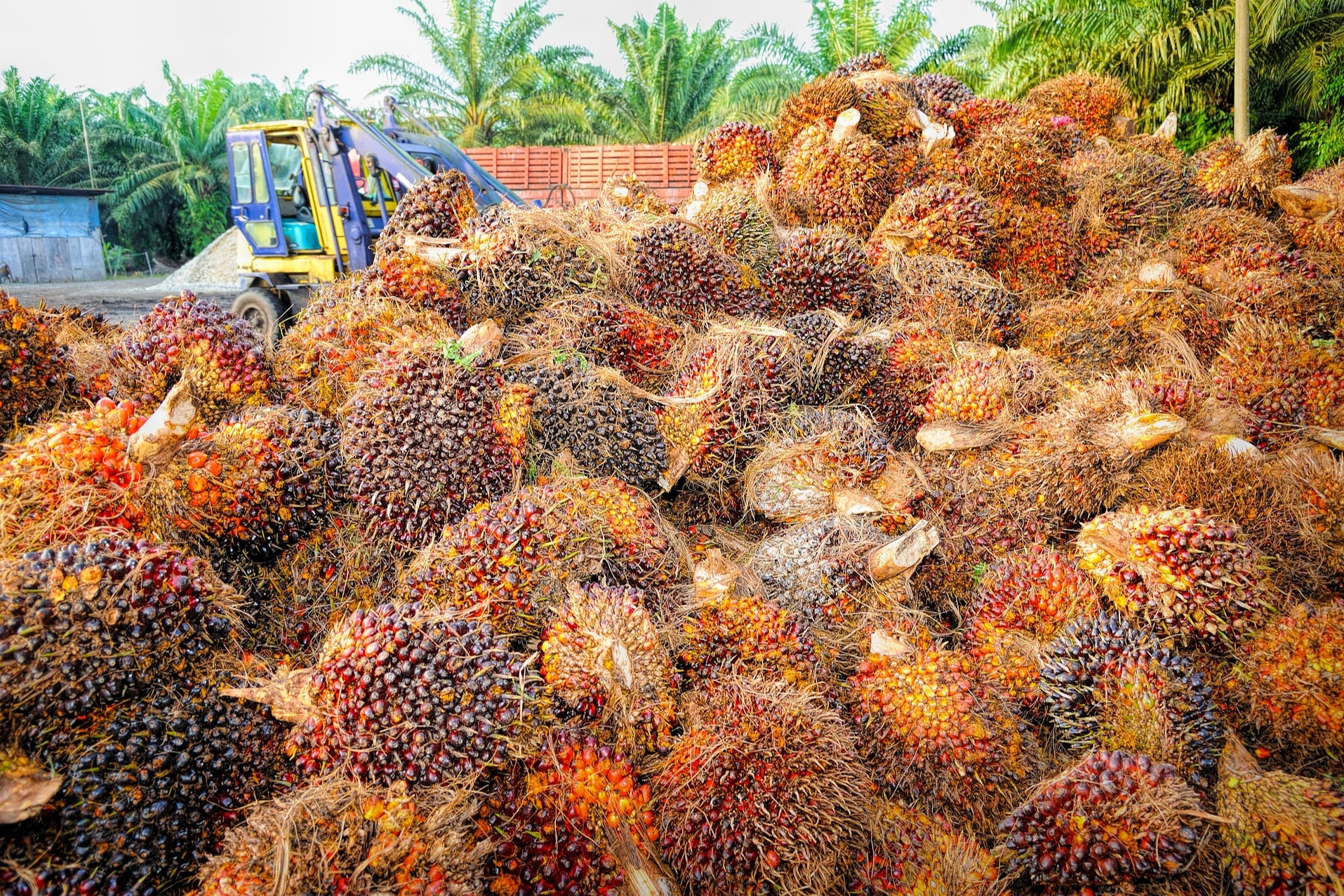 Пальмовое масло: вредное или нет? | РБК Стиль