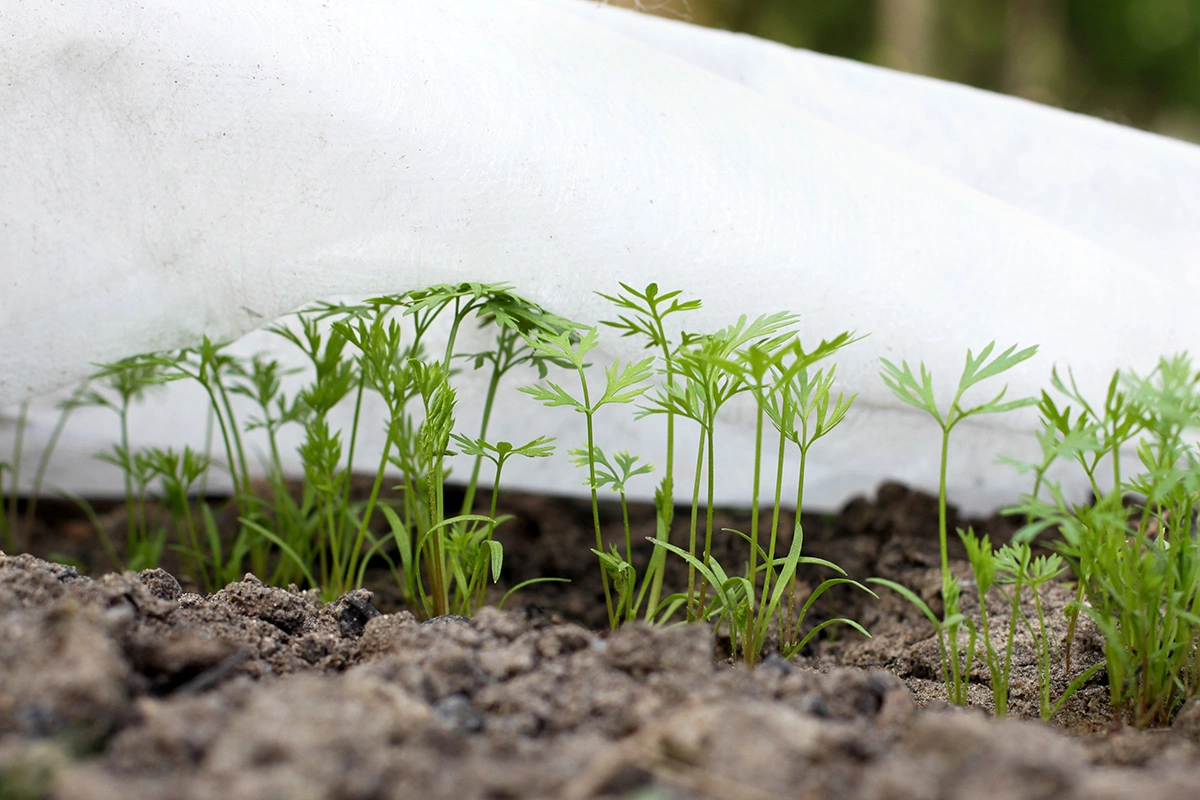 В холодную весну следует укрыть ростки спанбондом на период заморозков