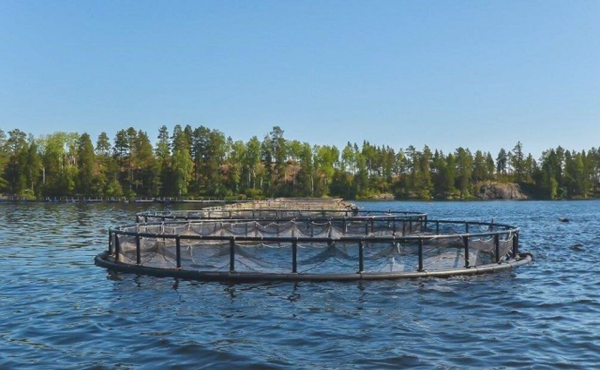 Фото: murmansk.fish.gov.ru