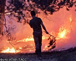 Площадь природных пожаров в России сократилась в 2 раза