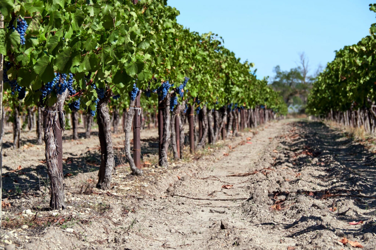 «Винодельня Марченко», которая работает со старыми лозами, заслуживает особое внимание в гиде винного путешественника