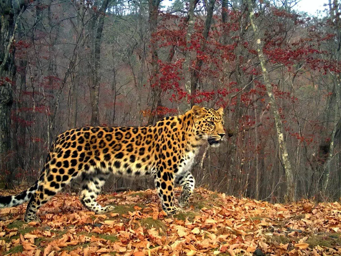 ФГБУ «Земля леопарда»