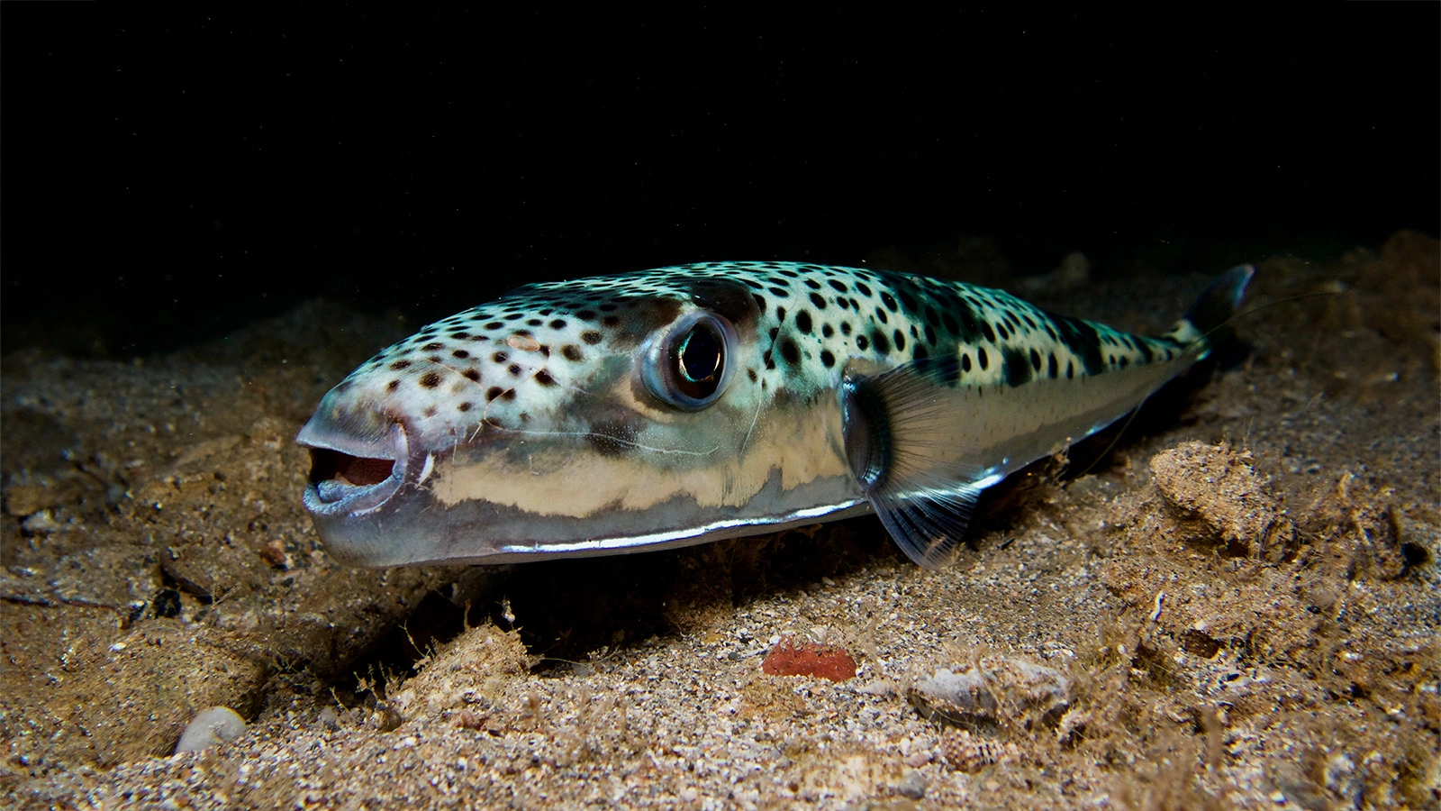 Lagocephalus sceleratus
