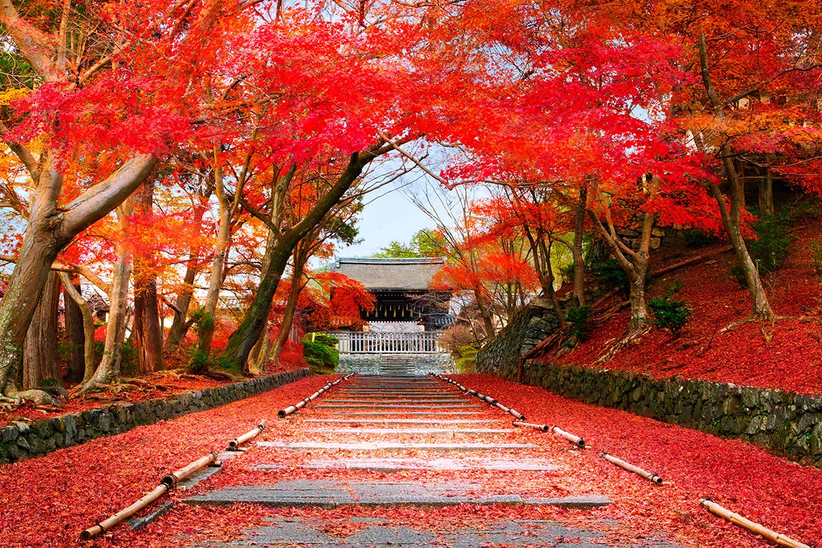 <p>Такая осень&nbsp;в Японии. Киото, вход в храм Бишамон-до, усыпанный красными листьями</p>