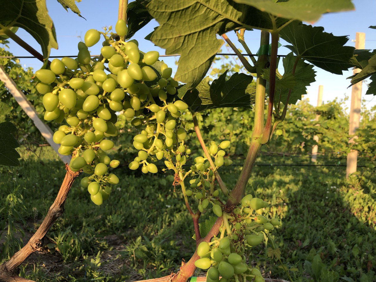 Фото: РБК Татарстан