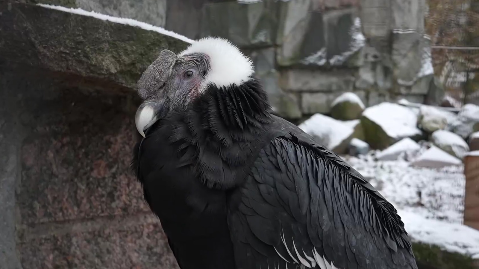 Андский кондор