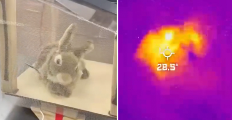 Роботы-кролики должны выманить питонов из укрытия