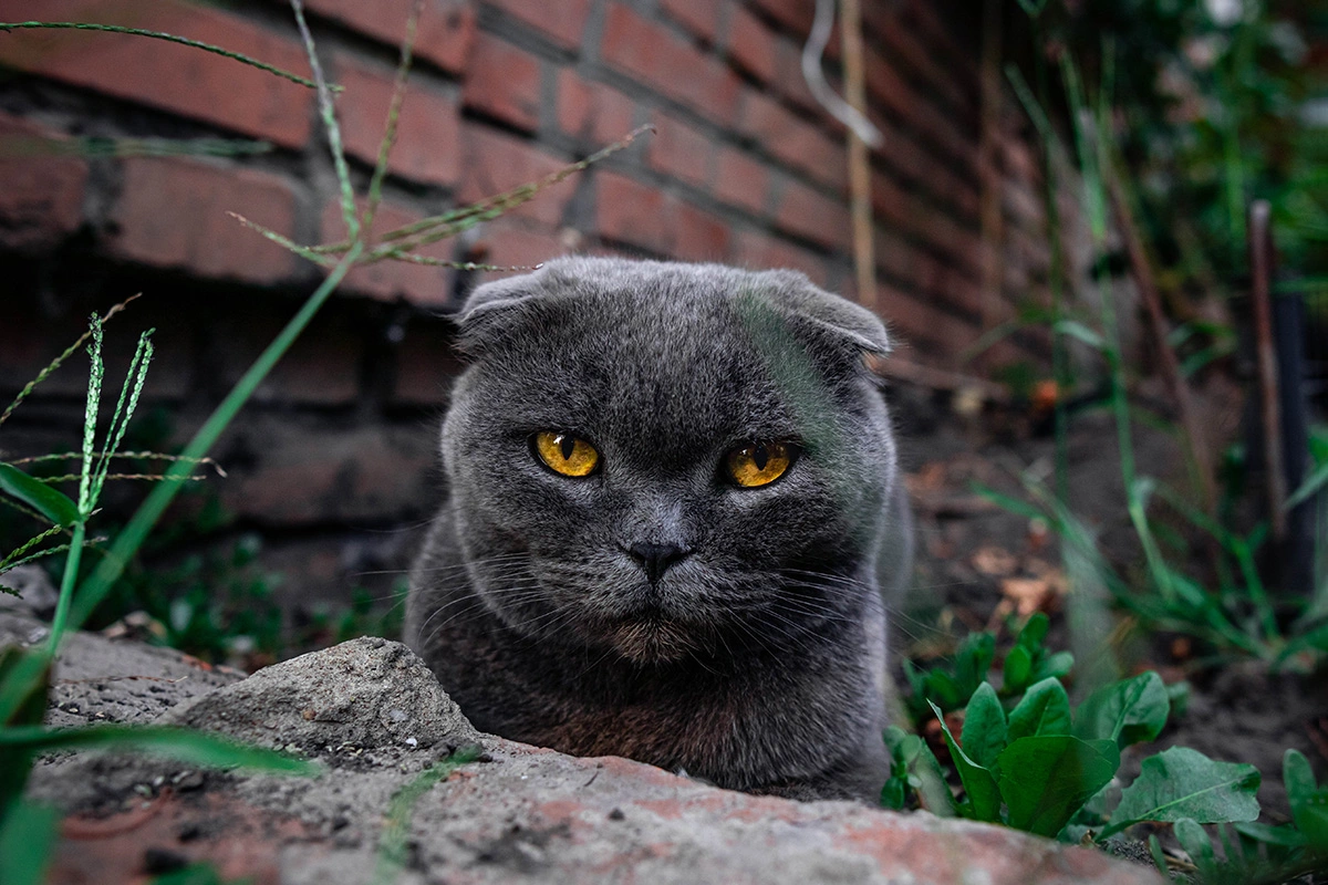 Шотландская вислоухая