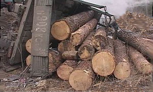 В республике Коми в ДТП с лесовозом пострадали 18 человек