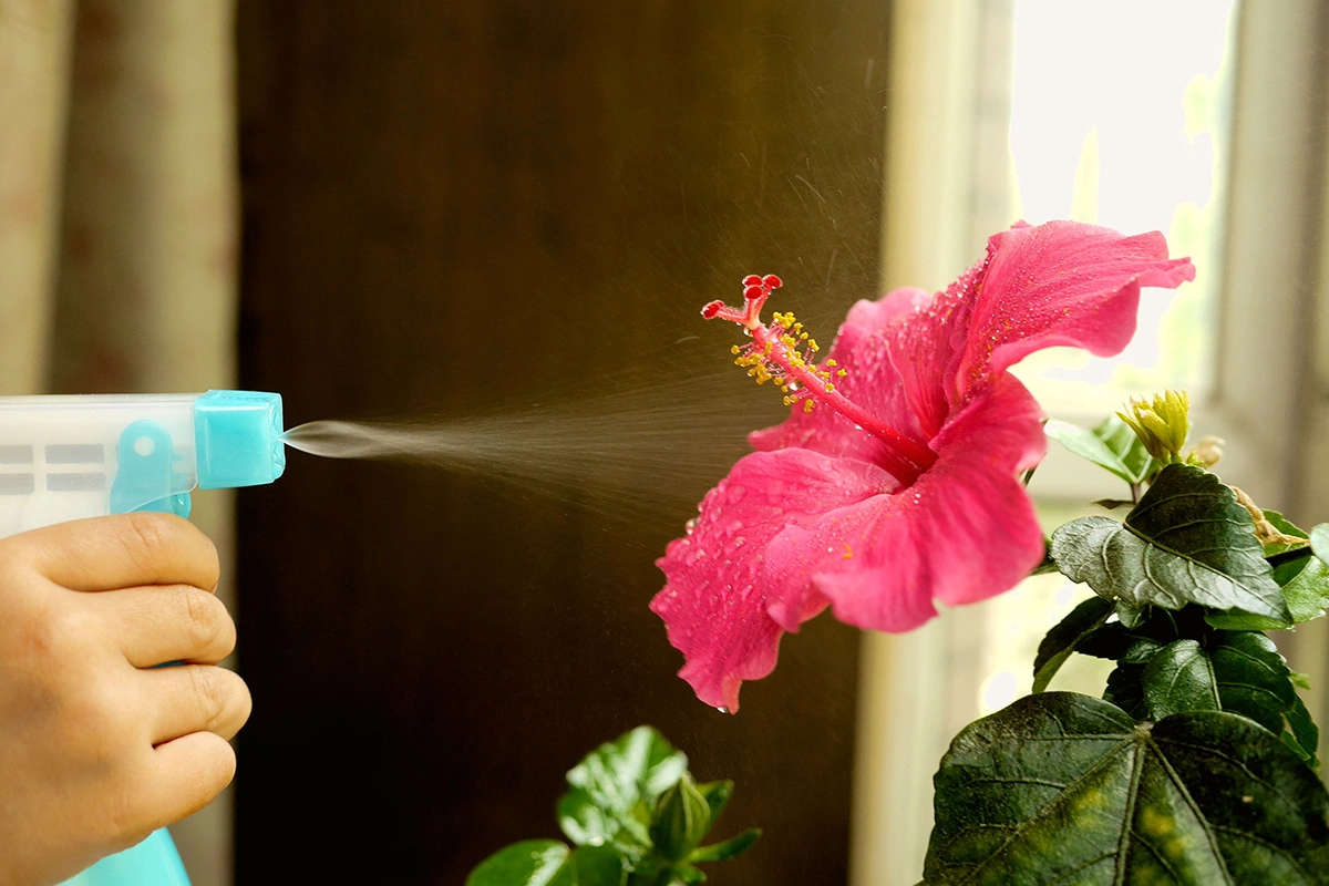 После посадки гибискус нужно обильно полить