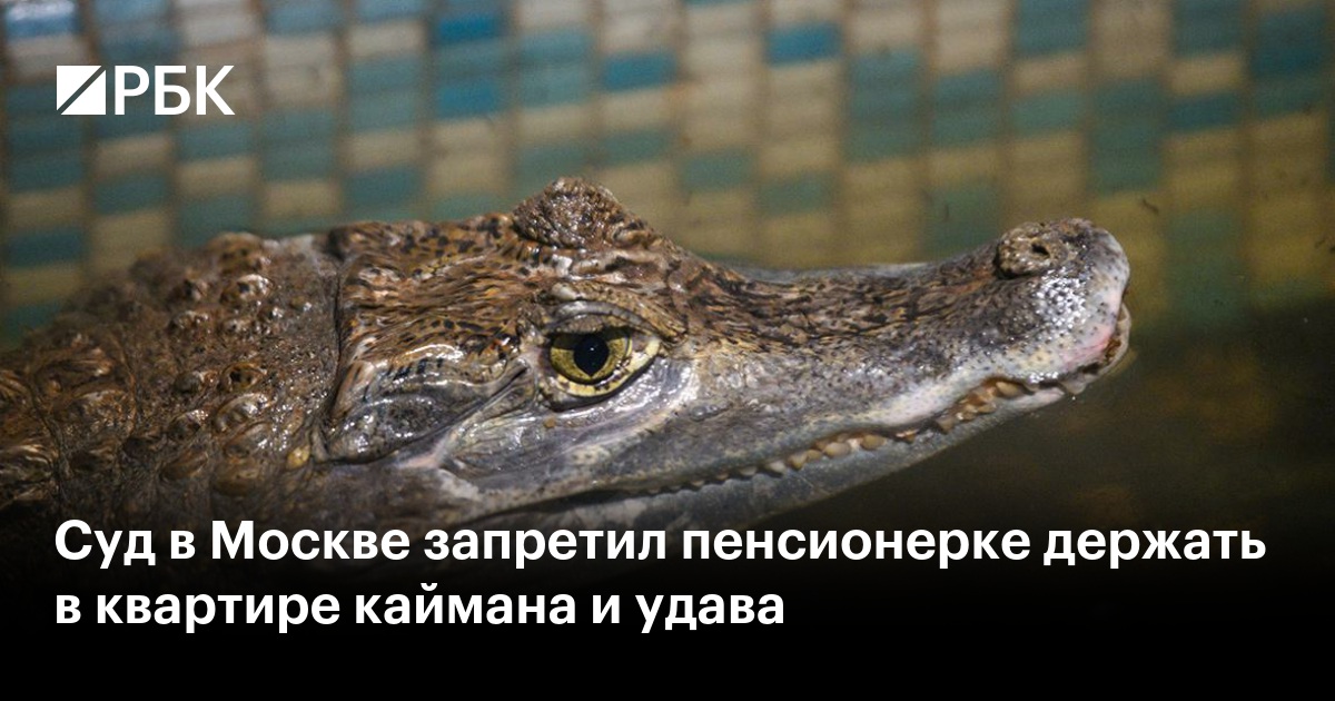 Суд в Москве запретил пенсионерке держать в квартире каймана и удава