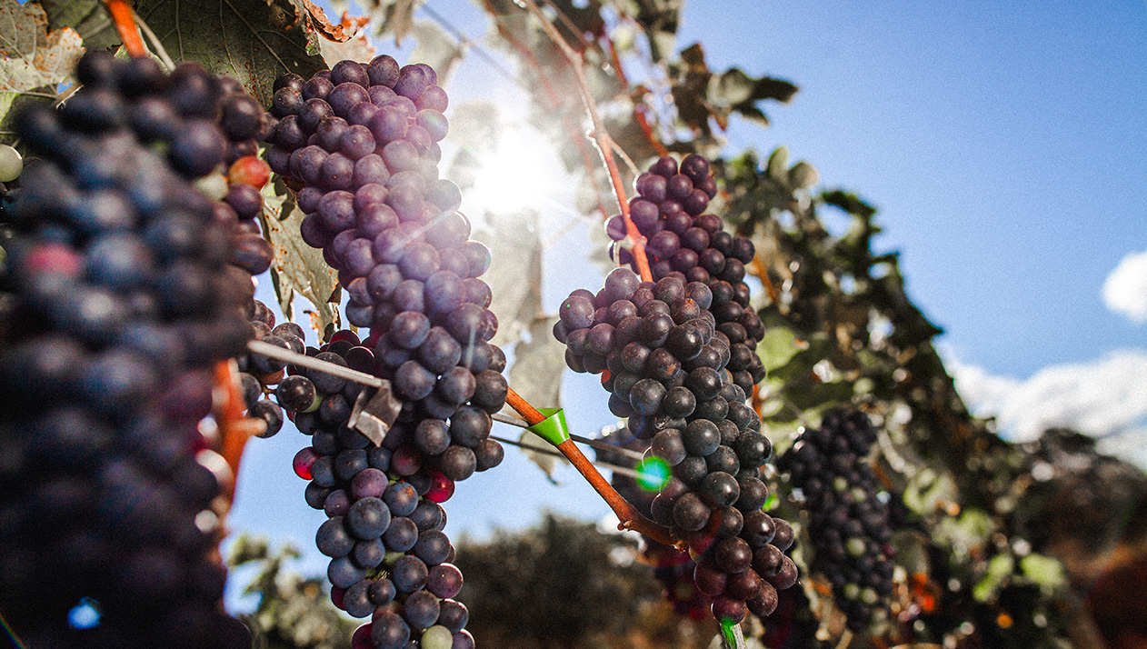 Путеводитель 50 Best Tastes of Russia назвал лучшие винодельни России