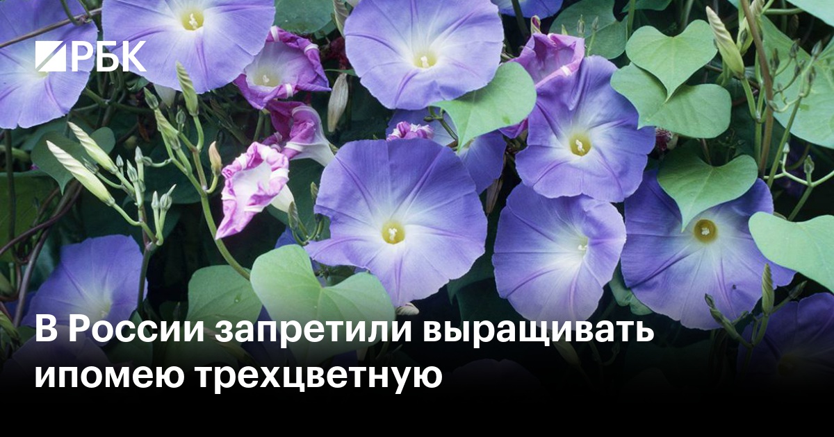 Новости из России | Страница 15276 | WarOnline.org | Израильский Военно ...