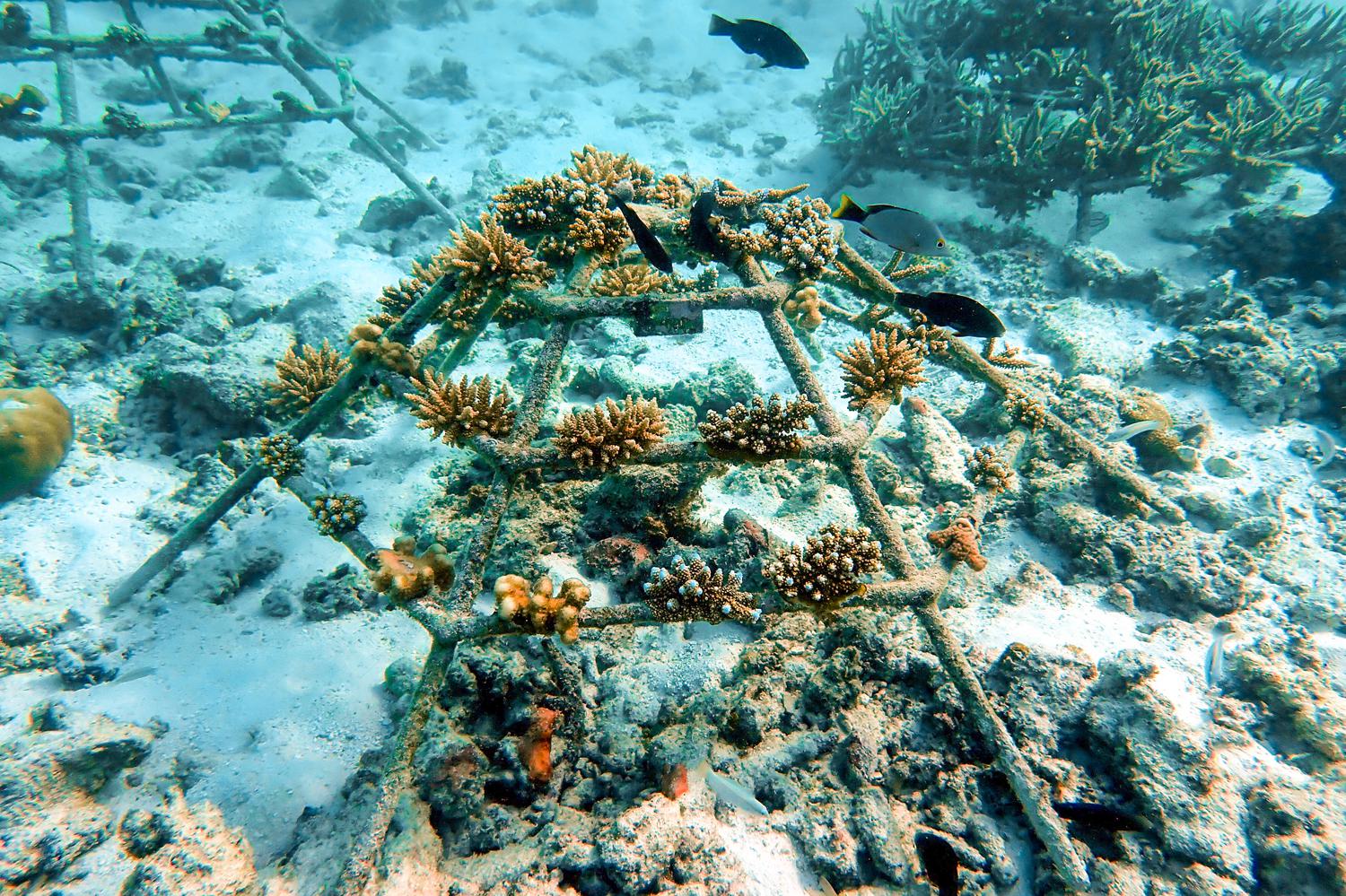 Экологическая программа по восстановлению кораллов в отеле Sheraton Maldives Full Moon Resort & Spa