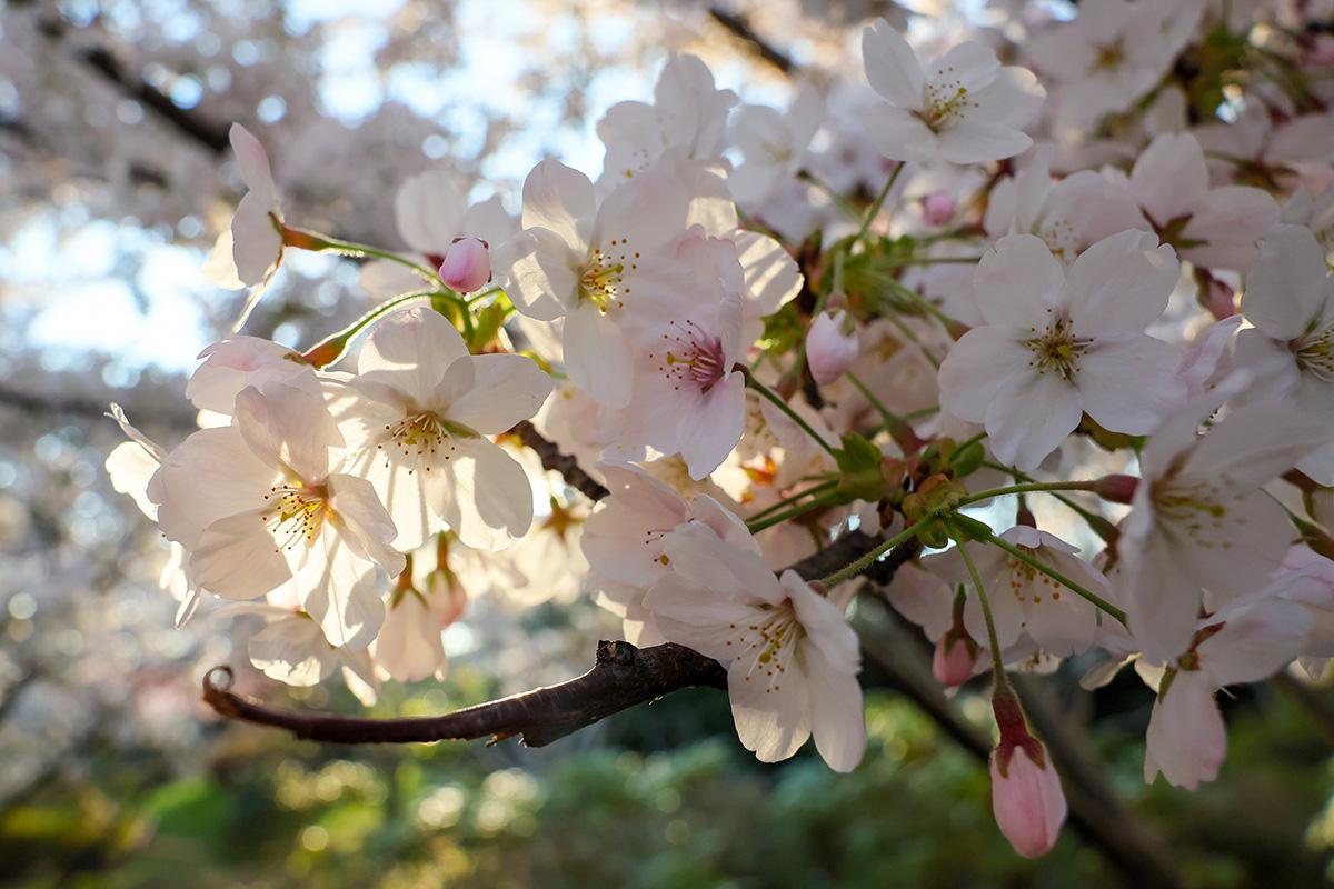 Японский сад «Шесть чувств» в Крыму
