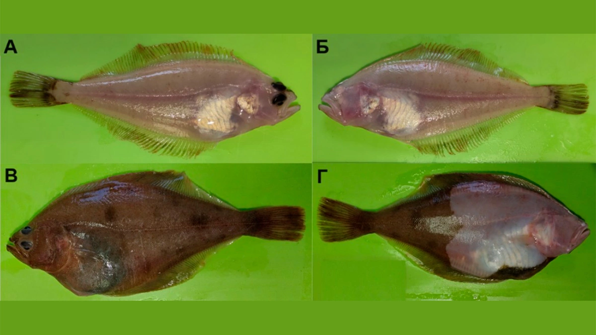 На фото две особи беринговоморской палтусовидной камбалы: альбиносный экземпляр (А — зрячая сторона, Б — слепая сторона) и экземпляр с реверсией сторон и нарушением окраски слепой стороны (В — зрячая сторона, Г — слепая сторона)