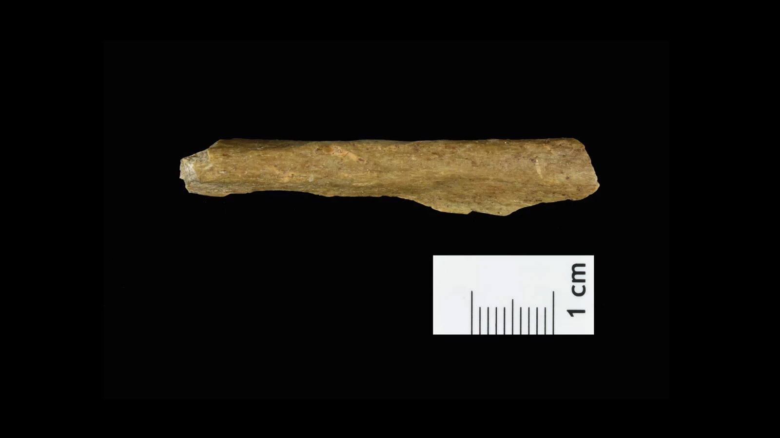 <p>Фрагмент человеческой кости, найденный на раскопках в Ранисе</p>