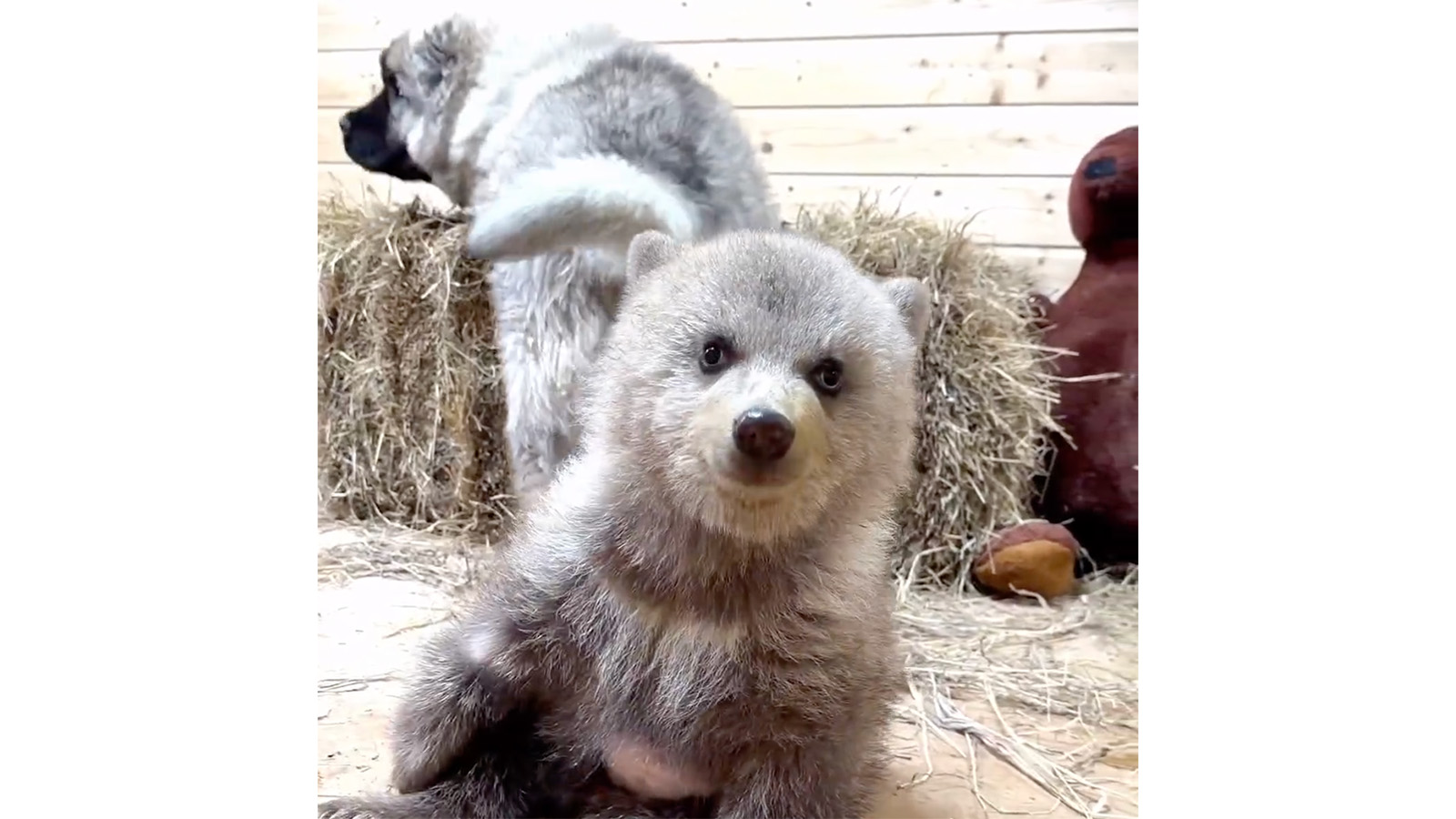 Медвежонок-сирота Дынька и щенок кавказской овчарки Арбузик