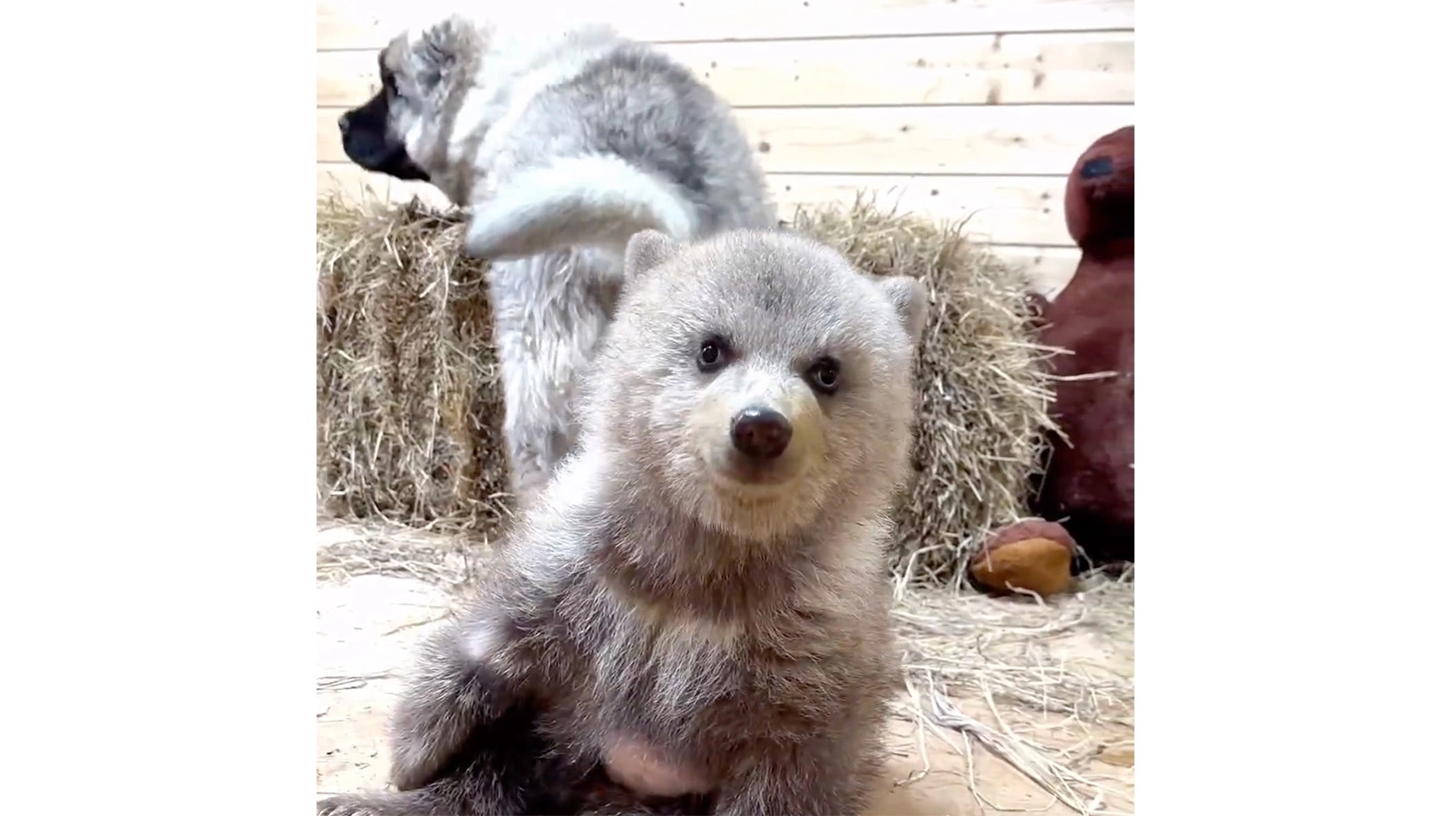 Медвежонок-сирота Дынька и щенок кавказской овчарки Арбузик