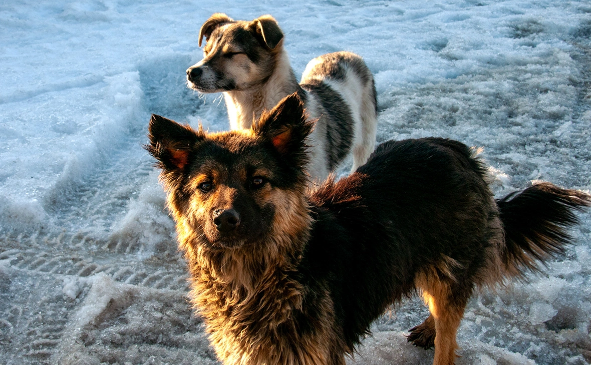 Светлана Возмилова / Global Look Press