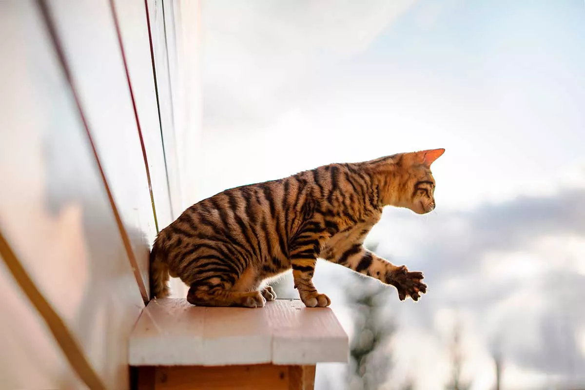 Слово toyger происходит от toy — «игрушка» и tiger — «тигр»