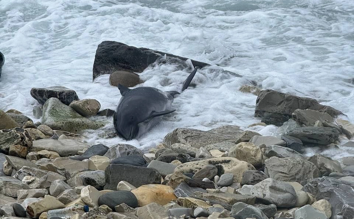 Научно-экологический Центр спасения дельфинов «Дельфа» 