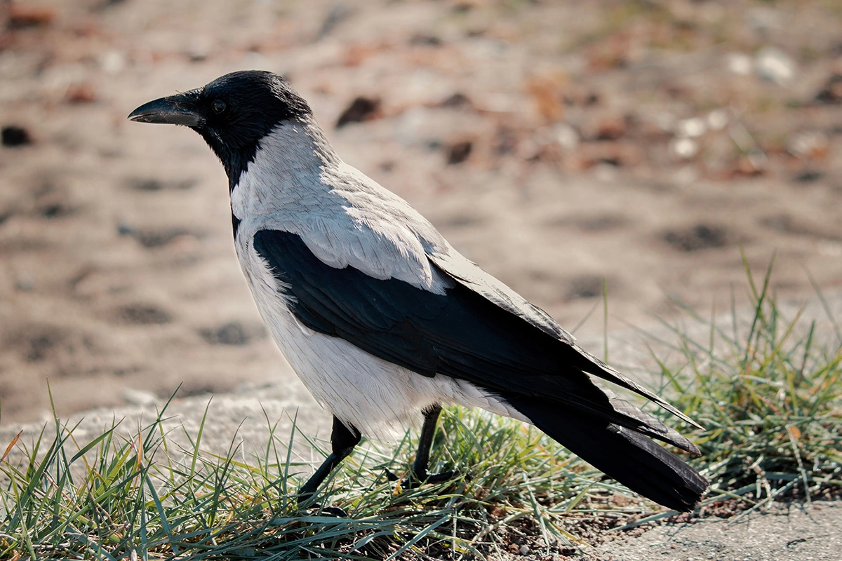 Серая ворона — сообразительная птица, которая хорошо приспособилась к жизни рядом с человеком
