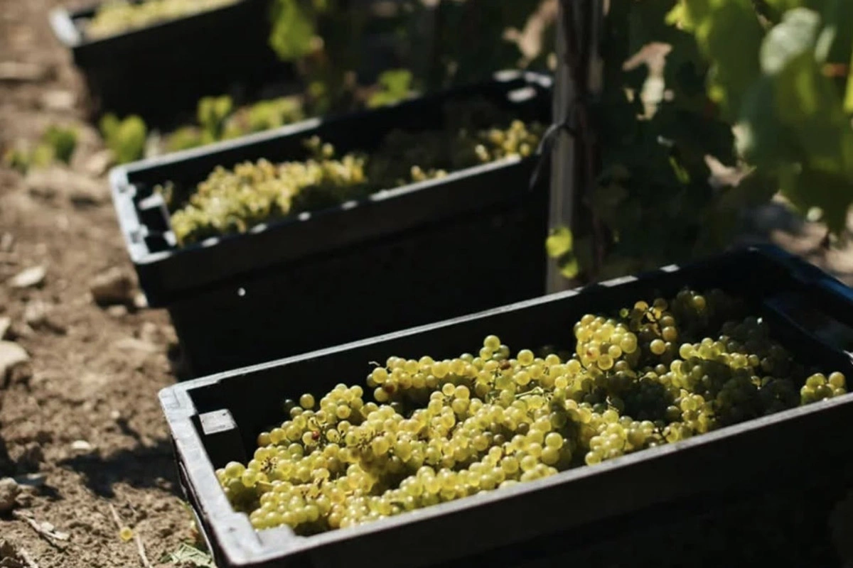 «Шато Пино»