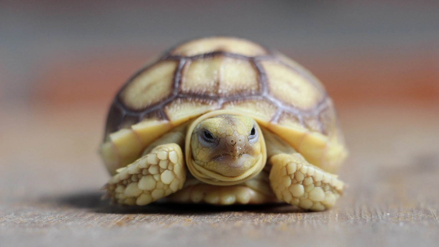 В Гонконге женщины пытались провезти через границу 68 черепах под юбками