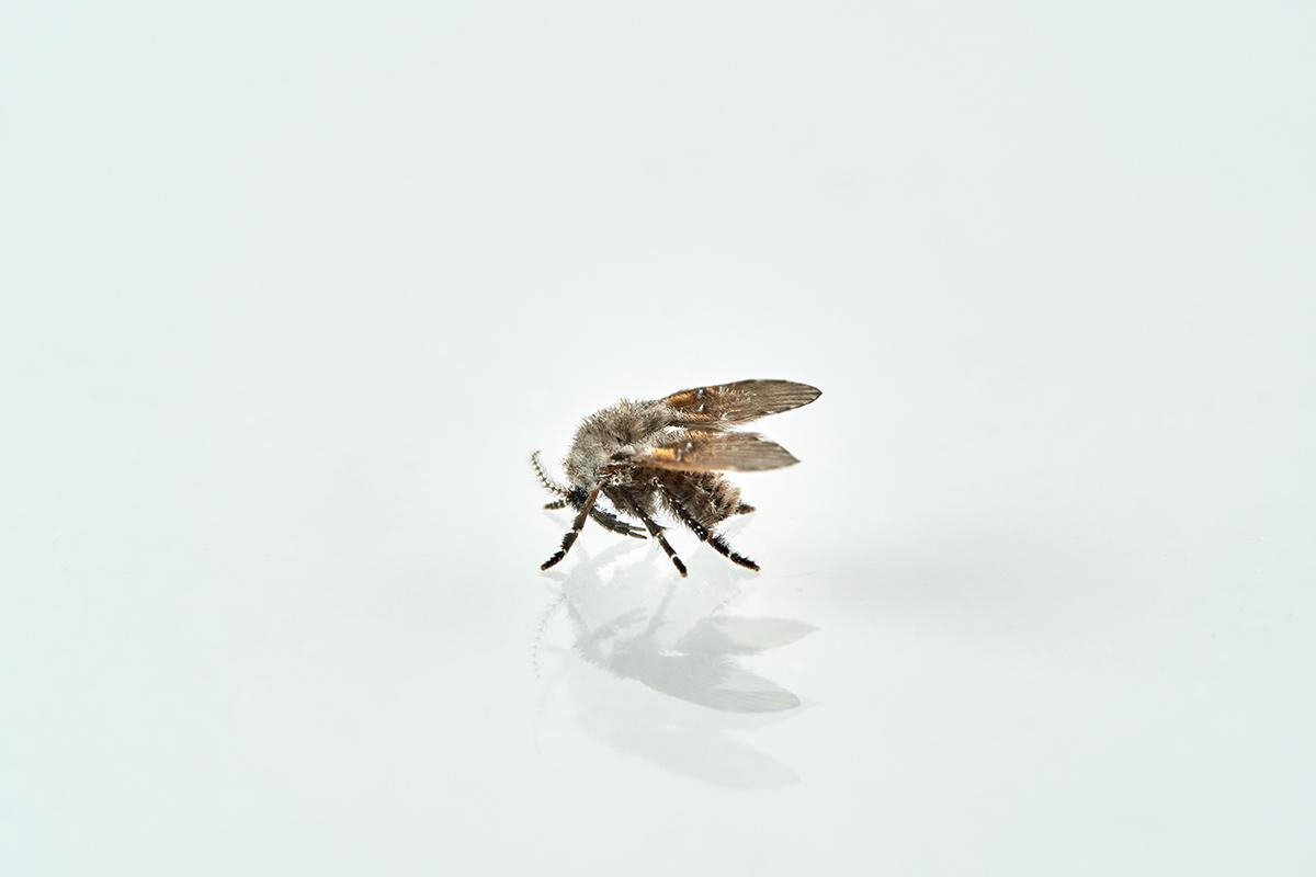 Фото: Macronatura.es / Shutterstock / FOTODOM 