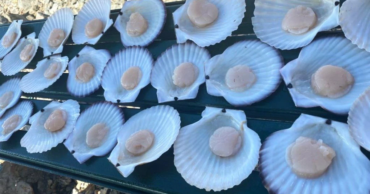 РБК Приморье