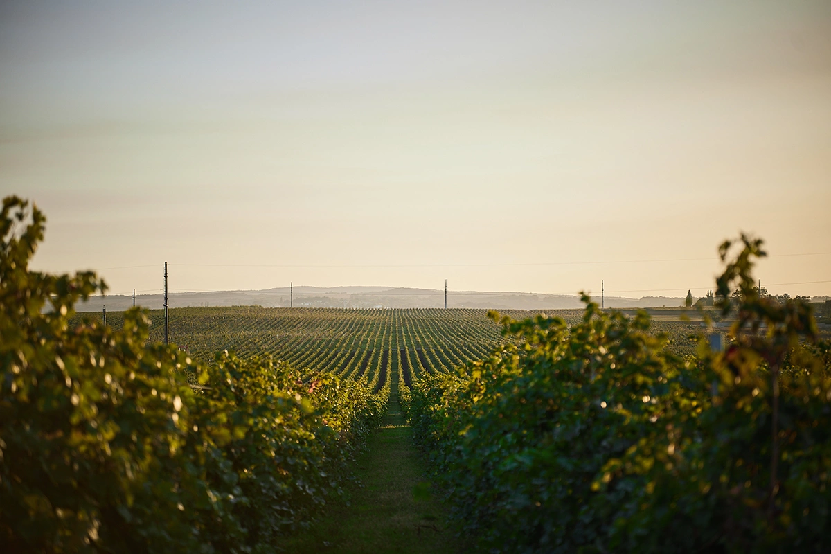 От виноградника до полки: как Luding Group и Olymp Winery создают вино