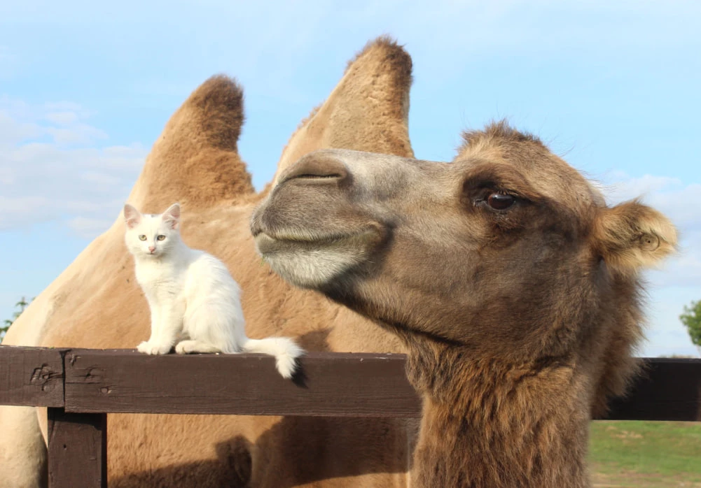 скриншот с сайта laidoya.ru