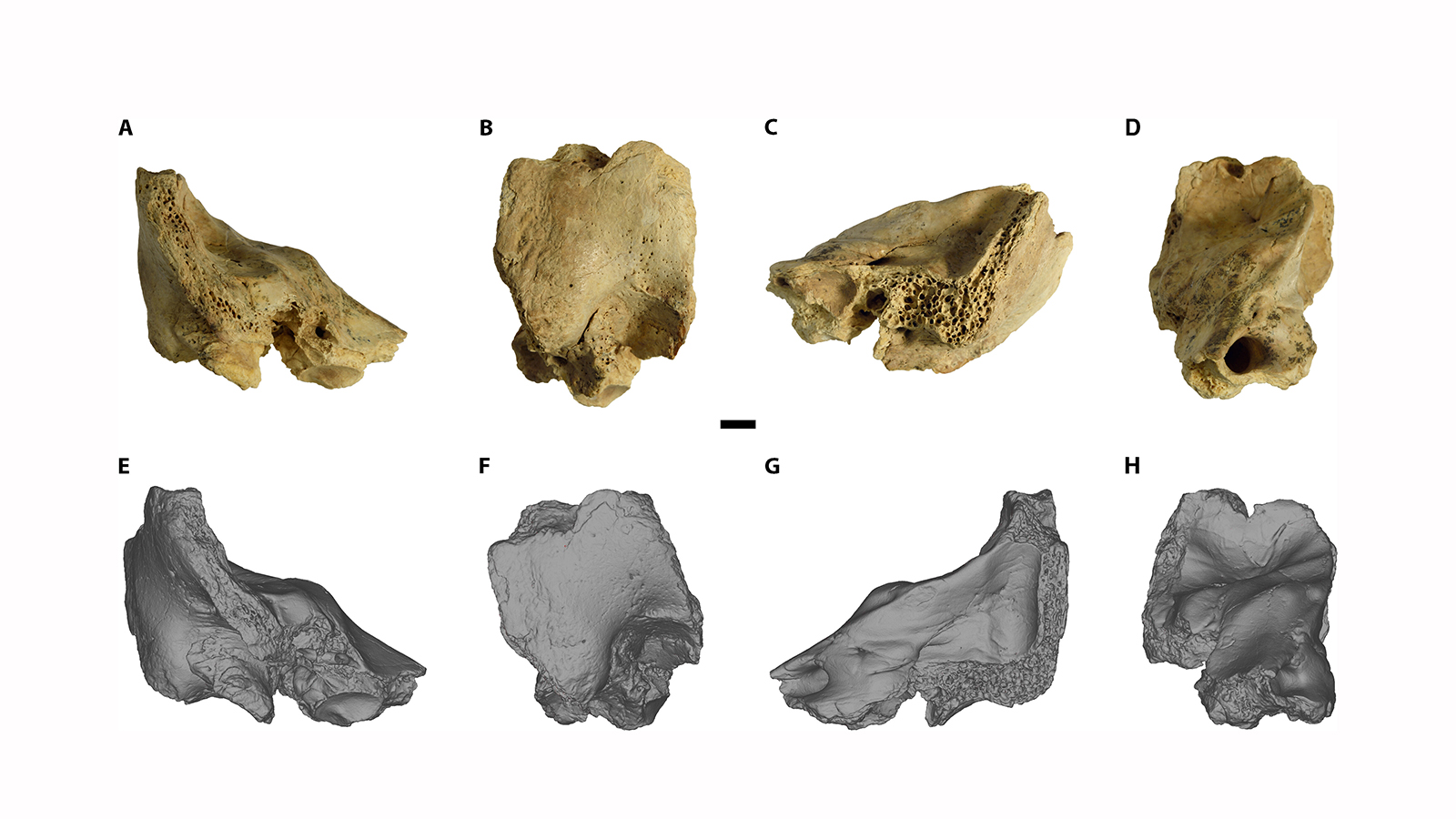 <p>Фрагмент правой петромастоидальной области незрелой височной кости ребенка-неандертальца. Эта область играет важную роль в защите органов слуха и равновесия</p>