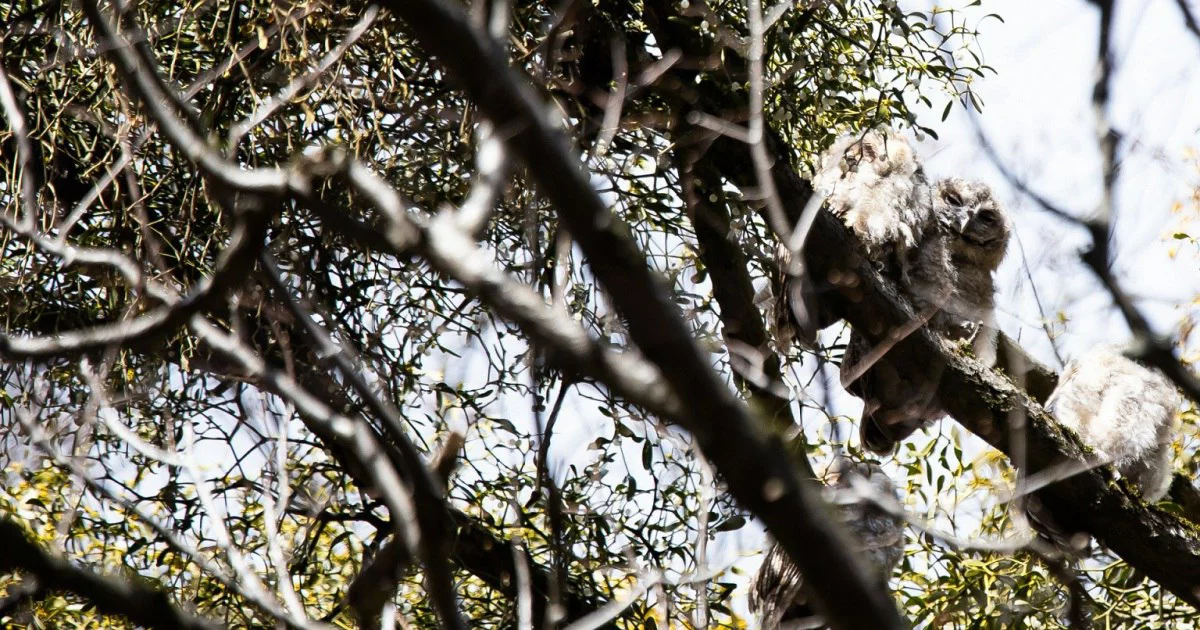 Александр Подгорчук