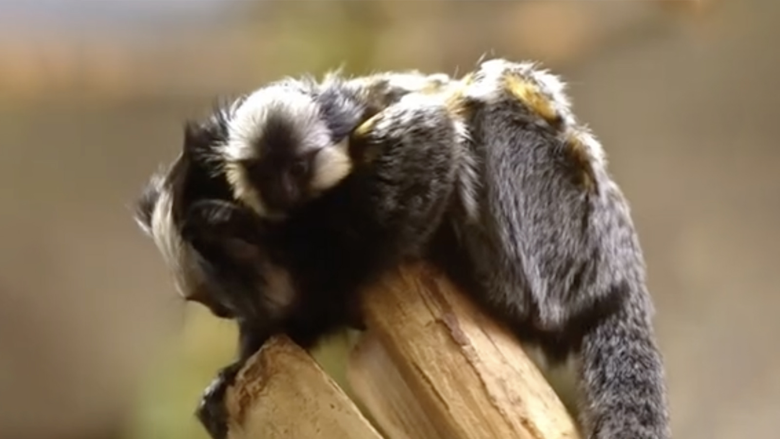 Игрунка Жоффруа с детенышем